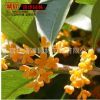 桂花苗 金桂八月桂 庭院盆栽桂花 芳香迷人當年開花8-10-15公分