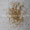 大量供應(yīng)草坪種子 雜三葉草坪種子 紅三葉草坪種 紅三葉草種