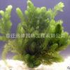 供應(yīng)優(yōu)質(zhì)水生植物 金魚藻水生植物 消毒活體植物 凈化水質(zhì)