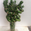 50CM富貴竹 彎竹水培植物水養竹子 富貴竹