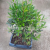 12cm球型赤楠 盆景 植物花卉小盆栽綠色室內花木