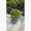 25cm球型赤楠 盆景 植物花卉小盆栽綠色室內花木