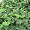 基地直銷 優質藤本植物 常青藤 常春藤苗 常綠植物