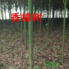 香樟樹各種規格香樟樹大葉香樟樹小葉香樟樹量大樹形優美低價批發