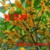 巖桂樨樹桂花金桂湖北桂花河南桂花樹規格綠化苗木花卉價格