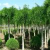基地直銷綠化苗木 龍爪槐 工程苗 垂槐 行道樹 規(guī)格齊全