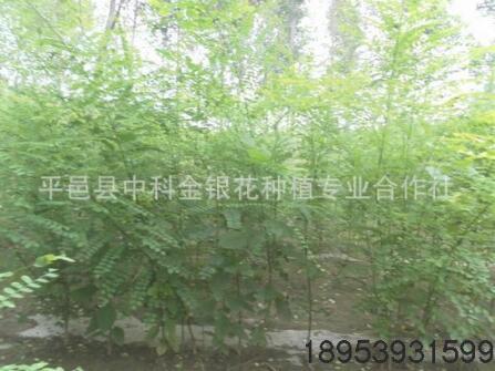 專業(yè)廠家供應(yīng)綠化喬木國槐 品質(zhì)金枝國槐 各種速生國槐批發(fā)