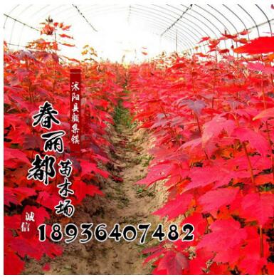 樹苗行道樹綠化苗木 美國紅楓苗 秋火焰數量大