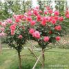 庭院園林觀賞月季花 樹狀月季 高桿月季單桿月季 當(dāng)年開花