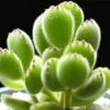 熊童子 小盆栽進(jìn)口多肉植物 創(chuàng)意辦公室盆栽 多肉植物批發(fā)
