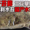 干水苔干苔蘚 鐵皮石斛蝴蝶蘭土 蘭花土 進(jìn)口水苔