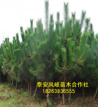 面向全國出售黑松樹 批發零售優質黑松 量大從優黑松樹來電咨詢