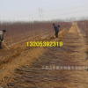 批發 西府海棠樹苗 西府海棠小苗 綠化苗 工程苗 包成活 基地直銷
