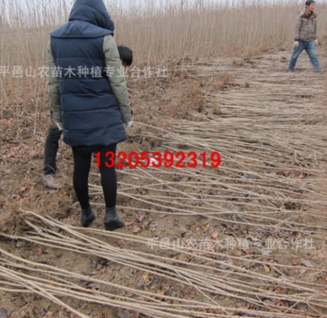 長期供應(yīng)1至2公分櫻花小苗 大量出售 山東櫻花樹