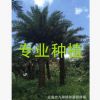 福建中東海棗 漳州銀海棗價(jià)格 圖片 漳浦馬口2017棕櫚綠化苗木