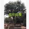 福建八月桂花樹價(jià)格 福建金桂批發(fā)銷售 福建桂花樹低價(jià)處理