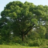 香樟樹反季節(jié)移植栽培要點(diǎn)