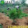 基地直銷 龍柏 龍柏小苗 龍柏樹 龍柏球 龍柏條 造型批發價格低