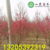 批發供應龍珠碧桃 大紅花 山東碧桃種植基地 規格齊全 3 5 10公分