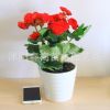 盆栽花卉 麗格海棠 玫瑰海棠花苗 重瓣帶花發貨