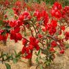 苗圃日本海棠樹苗 海棠花 紅花海棠花苗 貼梗海棠 海棠盆栽花苗