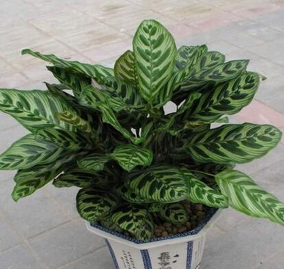 批發貓眼竹芋 觀葉植物 盆栽孔雀竹芋 竹芋 室內小盆栽 高檔花卉