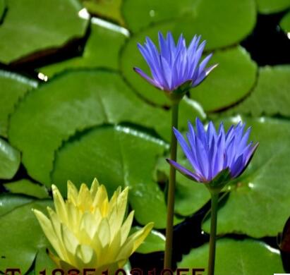 睡蓮種苗 觀賞花卉水生植物批發 睡蓮根塊 顏色品種齊全