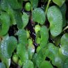 新大水葫蘆 水生植物 水草 池塘魚缸植物 凈化水質 超強水質凈化