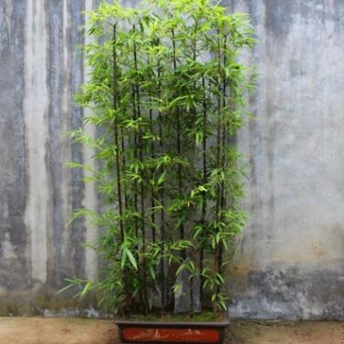 園林綠化苗木竹子小苗竹子苗 青竹苗 別墅庭院綠化竹子 規格齊全