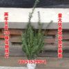 特價批發曼地亞紅豆杉樹苗母樹2-3年小苗統貨基地直銷紫杉規格全