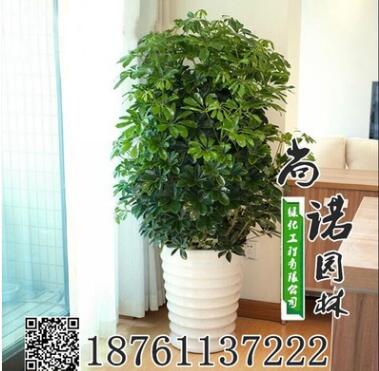 批發(fā)供應(yīng)盆栽苗八方來財(cái)又叫鴨掌木鴨腳木大型八方來財(cái) 發(fā)財(cái)樹