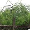 【大福源園林】供應各種工程苗木 花卉 基地直銷 優質 垂槐