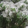 大量供應優質流蘇樹苗 種苗 流蘇苗 園林工程 庭院綠化苗木 喬樹