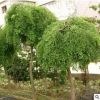 供應各種綠化苗木 基地直銷 優質 龍爪槐樹苗