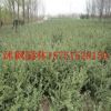 基地批發小葉紫檀苗 紫檀木樹苗 印度紫檀苗 紫檀盆景