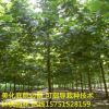 低價批發法桐樹苗法桐小苗 法國苗梧桐 青桐速生法苗桐量大優惠