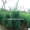 綠化工程優質刺松苗 檜柏苗 刺松樹苗 量大優惠四季常青造型植物