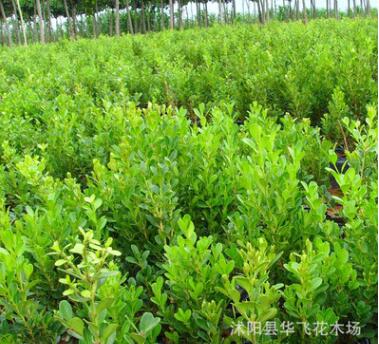 小葉黃楊 瓜子黃楊 小葉黃楊球 小葉黃楊樹苗 常綠灌木批發