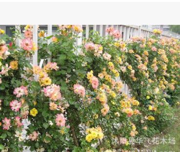 月季批發 藤本月季 月季花 月季苗