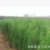 側柏 側柏苗 側柏樹 園林公司 柏樹批發