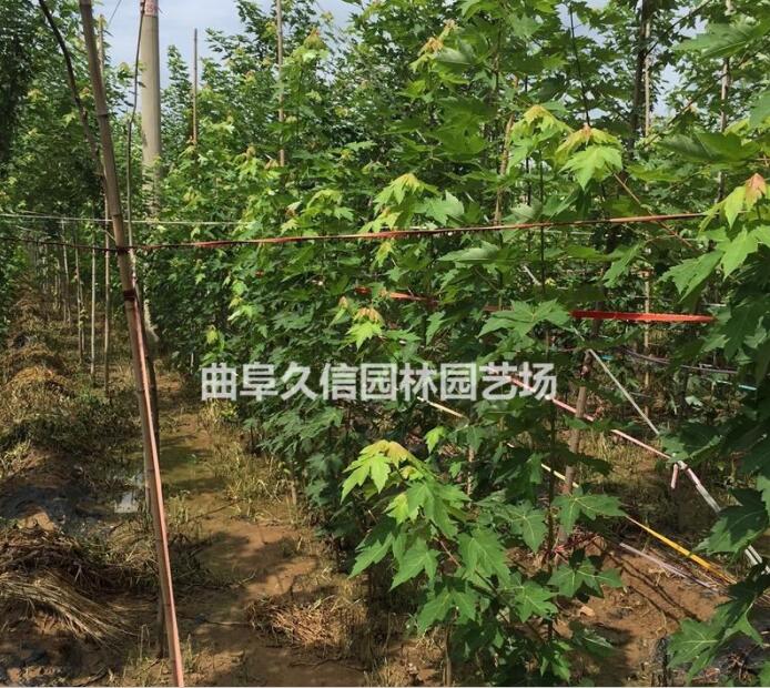 美國紅楓小苗