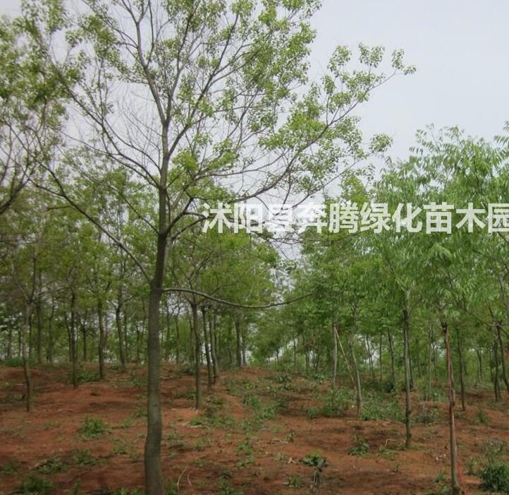 烏桕價格_烏桕圖片_烏桕產地_烏桕綠化苗木苗圃基地