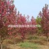 西府海棠價(jià)格_西府海棠產(chǎn)地_西府海棠綠化苗木苗圃基地