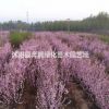 櫻花價格_櫻花圖片_櫻花產(chǎn)地_櫻花綠化苗木苗圃基地