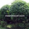 銀桂價格_銀桂圖片_銀桂產(chǎn)地_銀桂綠化苗木苗圃基地