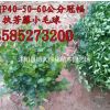 扶芳藤球價格P40-50-60公分冠幅扶芳藤小毛球價格扶芳藤