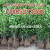 瓜子黃楊球價(jià)格（40*20瓜子黃楊小毛球價(jià)格報(bào)價(jià)表）瓜子黃楊