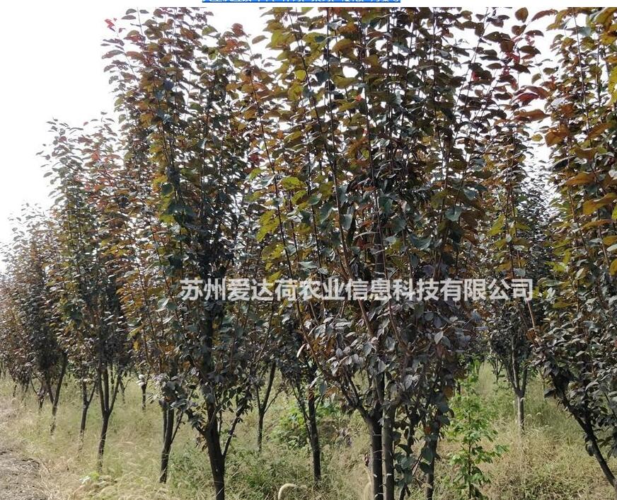 大量供應紫葉李、櫸樹、欒樹、櫻花、海棠等