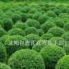 小葉女貞、南天竹、海桐、紅葉石楠、大小葉黃楊