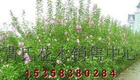 供應H100-200木槿、3-6公分獨桿木槿